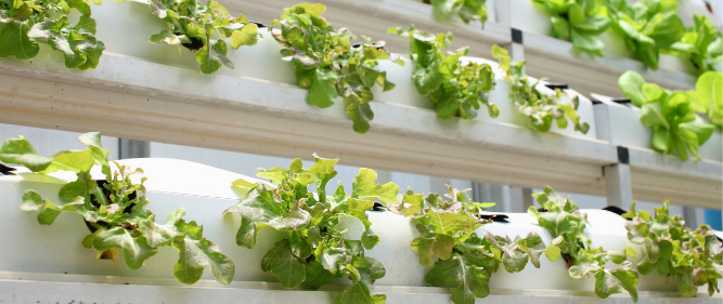 Vertical Farming Could Bring the Farm to Your Block